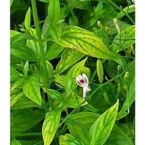 चिरायता / कालमेघ की खेती